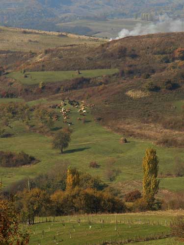 Foto Pastorala autumnala intre Vima si Sasa (c) Petru Goja